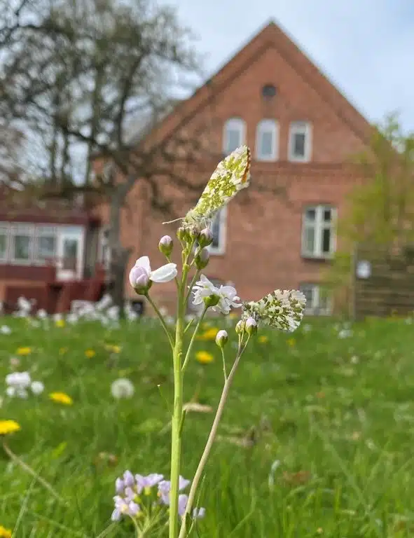 have blomst